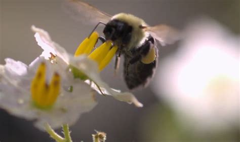  Bumblebee! A Busy Pollinator With Fuzzy Stripes That Buzzes Delightfully Through Flowery Meadows