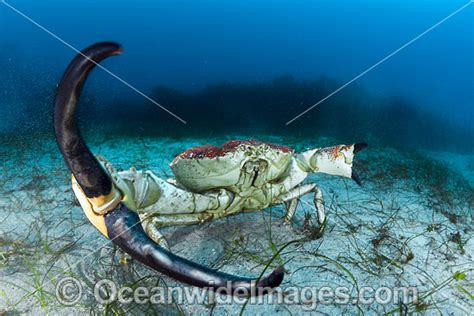  Tasmanian Giant Crab: A Creature That Combines Deep-Sea Majesty With Unassuming Coastal Habits!