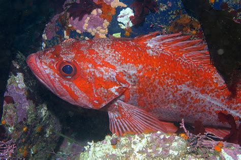  Vermilion Rockfish: On the Reefs, a Master Disguise With Fins That Tell Stories!