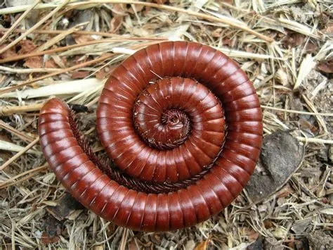  Brandenburgian Millipede: A Curious Creature That Hops Like a Frog and Burrows Like a Mole!