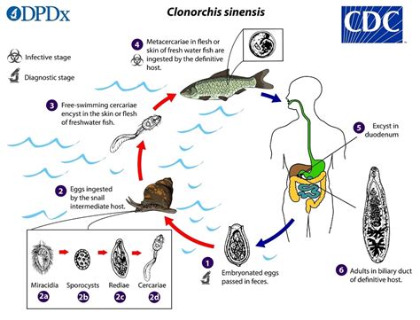  Clonorchis sinensis: Kylmänverinen käärmesimpun kuningas tai parasîttisiä, jotka rakastavat kalaa!