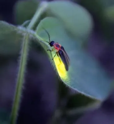  Firefly! These Glimmering Jewels Show Us the Magic of Bioluminescence