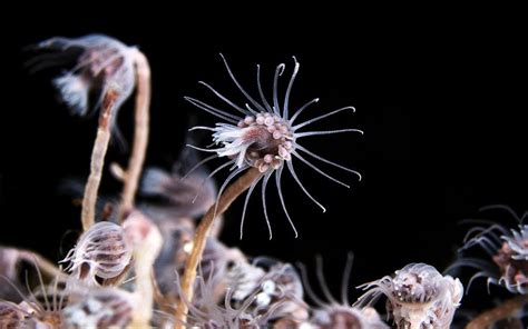  Questia! A Hydrozoan Colony That Knows How To Party And Sting Like A Champ